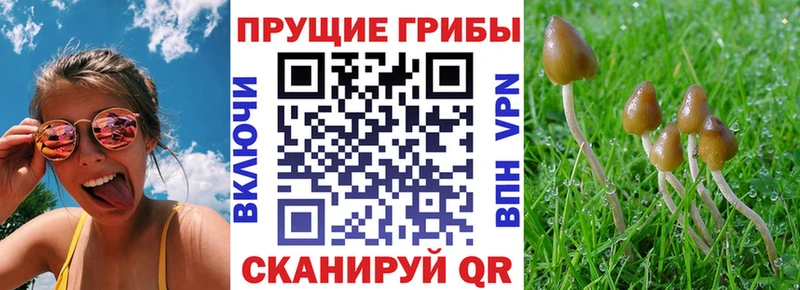 где купить наркоту hydra вход Псилоцибиновые грибы Psilocybe Краснослободск